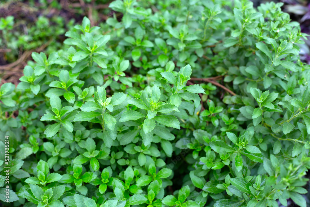 Obraz premium Green leaves of stevia plant