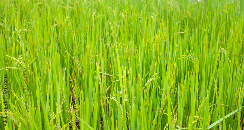 Obraz premium Rice plant in rice field.