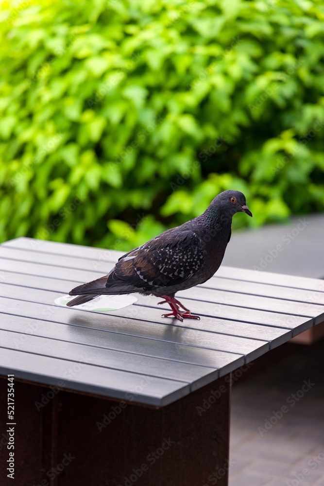 Obraz premium pigeon on the restaurant table, selective focus, vertical