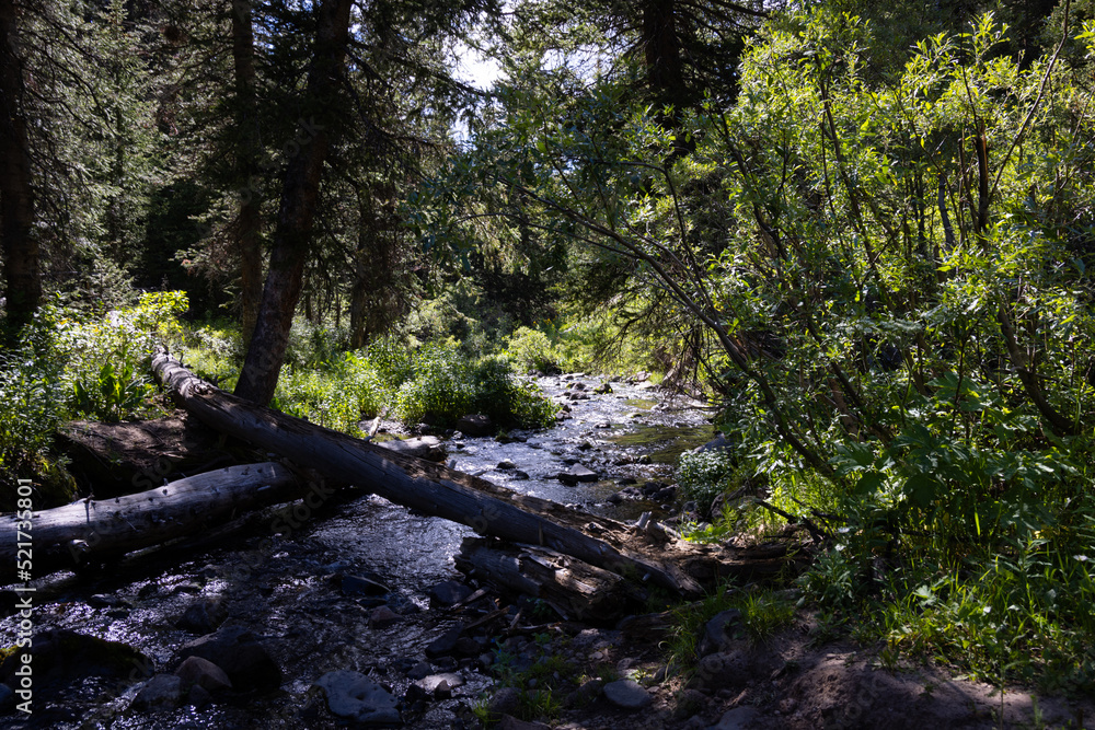 stream log crossing in the woods stream log crossing in the woods