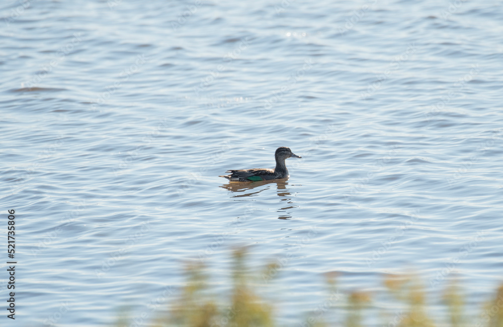 Green Winged Teal Green Winged Teal