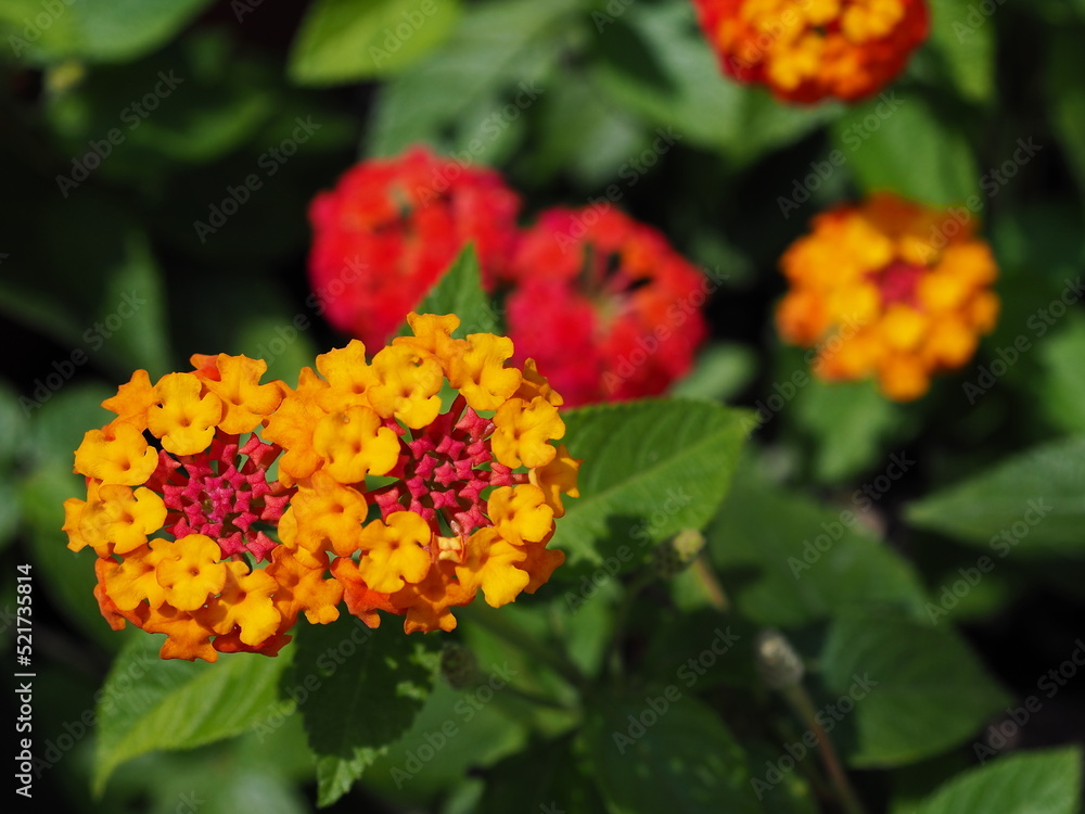 colorful lantana flowers colorful lantana flowers