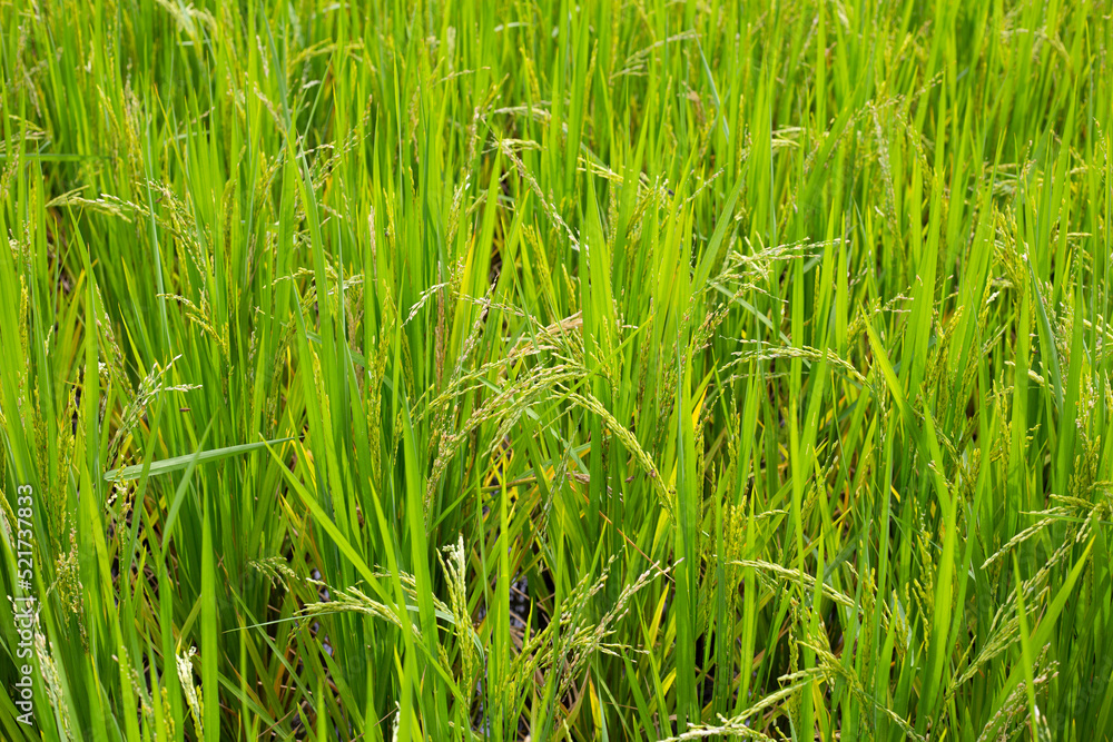 Rice plant in rice field. Rice plant in rice field.