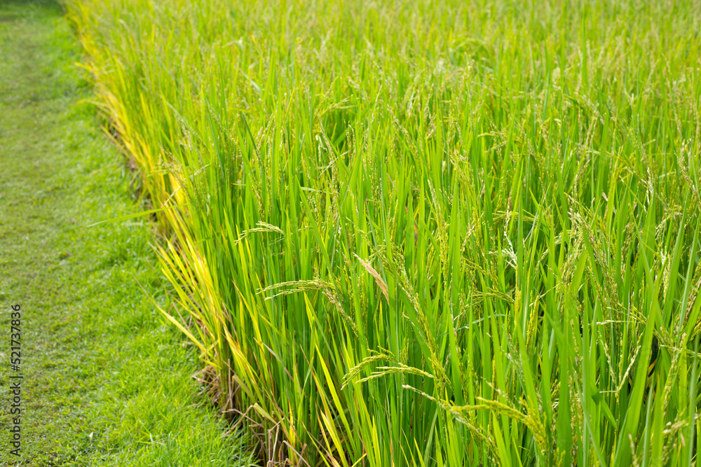 Rice plant in rice field. Rice plant in rice field.