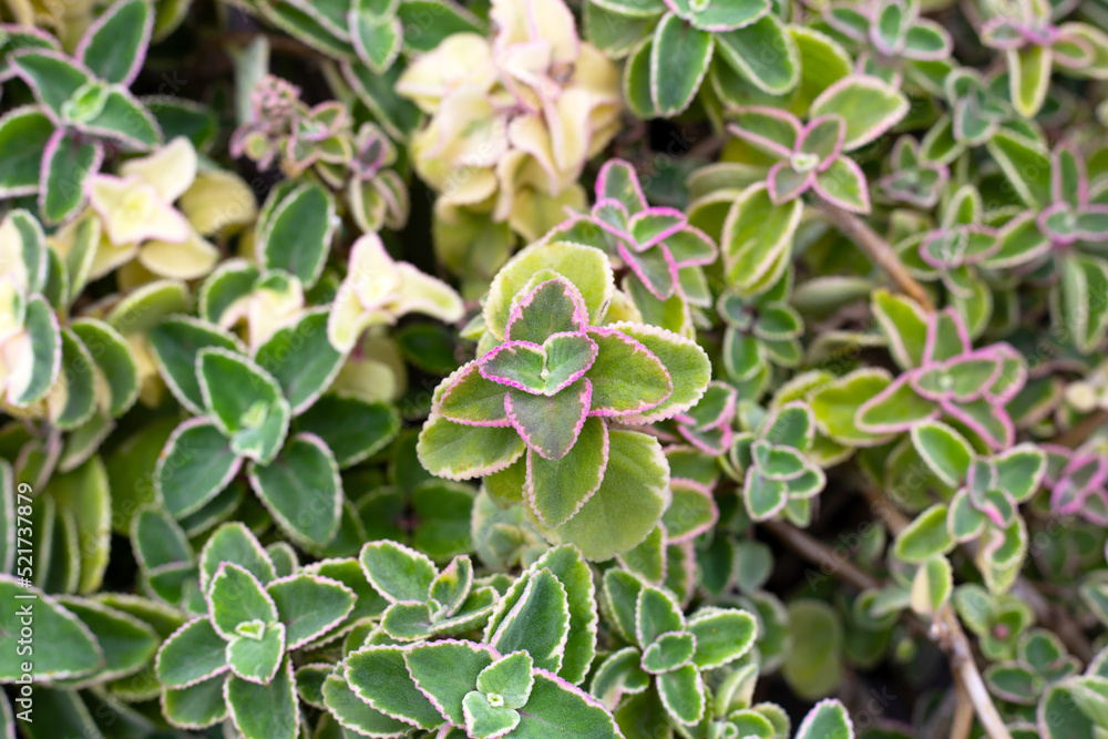 Maxican mint, Fresh colorful leaves. Coleus amboinicus Maxican mint, Fresh colorful leaves. Coleus amboinicus