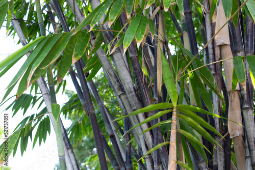 Phyllostachys nigra (Black Bamboo) in the garden