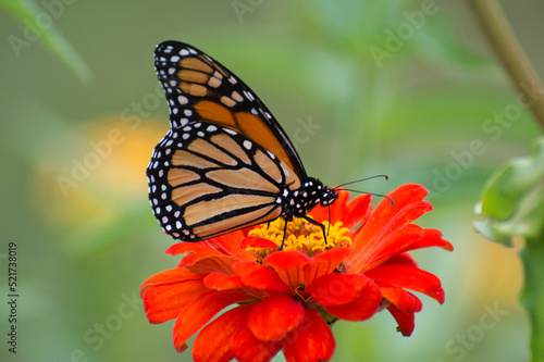 Butterfly 2020-78   Monarch butterfly  Danaus plexippus 