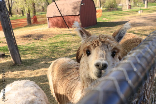 Brown Alpaca at Fence Greeting Visitor with Red Barn in Background © Bethany