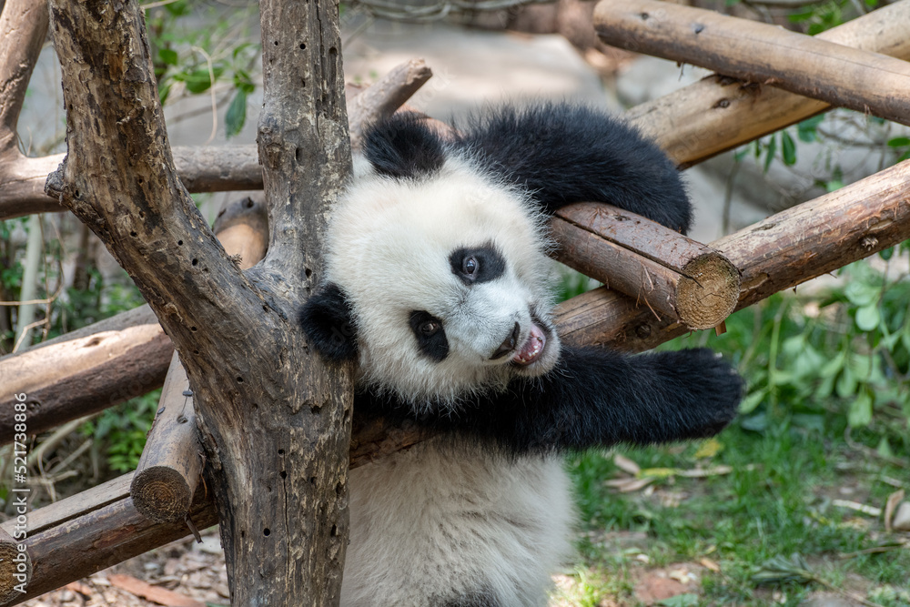 Obraz premium Giant panda in Chengdu city Sichuan province, China.