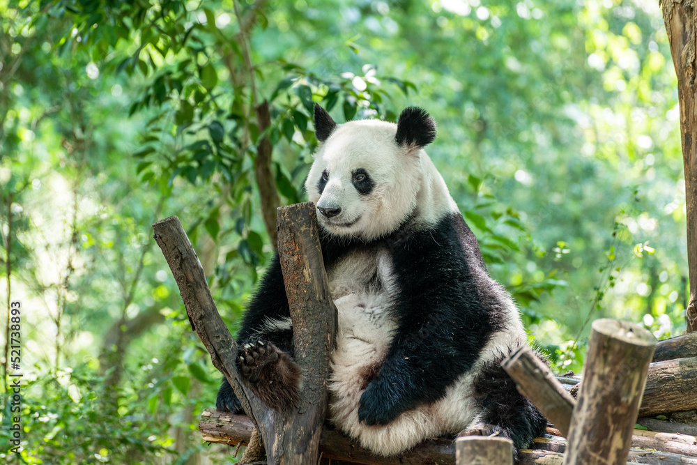 Fototapeta premium Giant panda in Chengdu city Sichuan province, China.