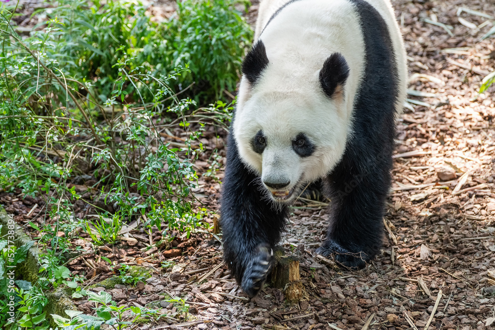 Fototapeta premium Giant panda in Chengdu city Sichuan province, China.