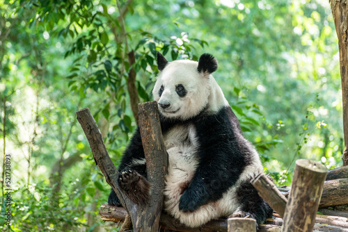Giant panda in Chengdu city Sichuan province  China.