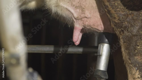 Automatic milking machine, dairy farm.
Automatic milking machine removes tube from cow's udder.
