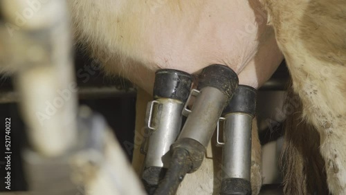 Dairy farm, automatic milking.
Cows are milked with automatic milking machine. Milking by machine without touching.
