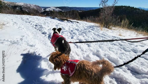 Unidentified Traveller Hiking In Snow With Two Dogs On Leash Wearing Winger Coats or Jackets in the Mountains on a Sunny Day. Goldendoodle Puppy - POV photo