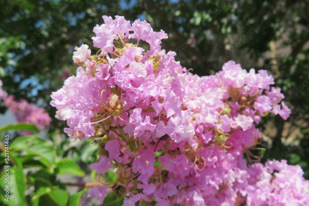 Pink lagerstroemia flowers in Florida nature, closeup Pink lagerstroemia flowers in Florida nature, closeup