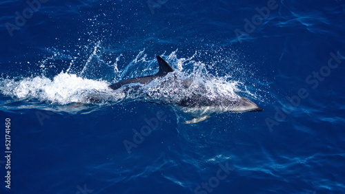Foto Dusky dolphin (Lagenorhynchus obscurus) in the Atlantic Ocean, off the coast of