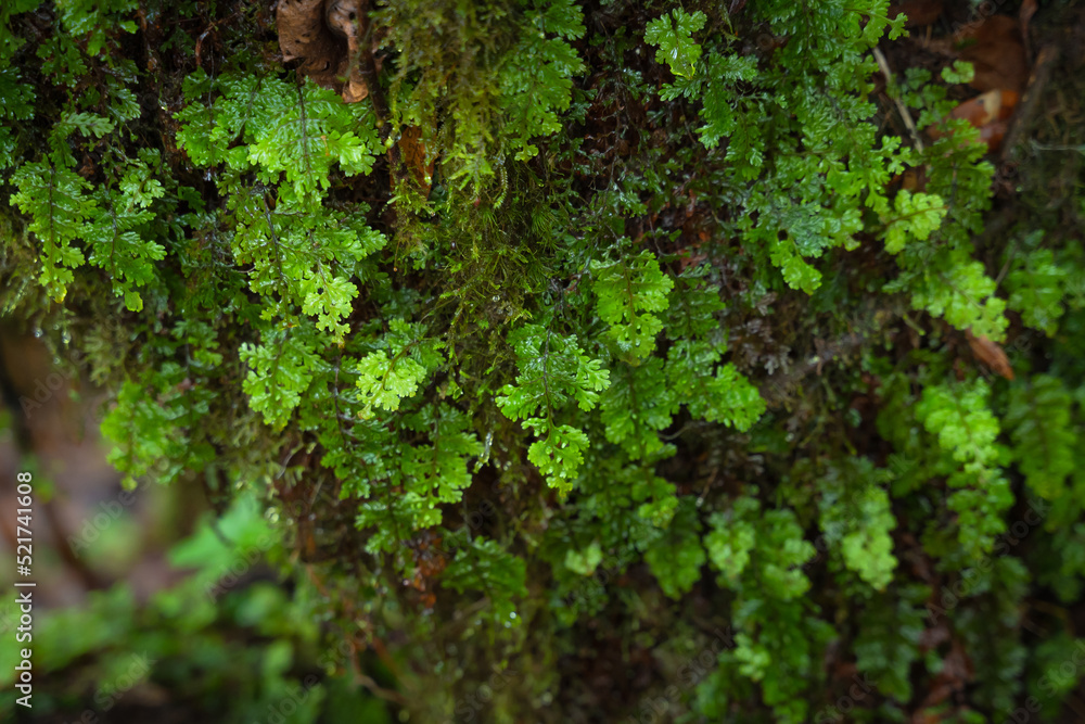 Ang Ka Luang Nature Trail is an educational ecosystem nature trail inside a rainforest on Doi Inthanon National Park in Chiang Mai, Thailand. Ang Ka Luang Nature Trail is an educational ecosystem nature trail inside a rainforest on Doi Inthanon National Park in Chiang Mai, Thailand.