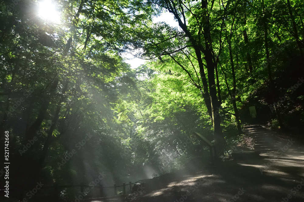 Obraz premium 木漏れ日