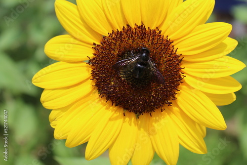 Sun flower and a carpenter bee, ひまわりとタイワンタケクマバチ 