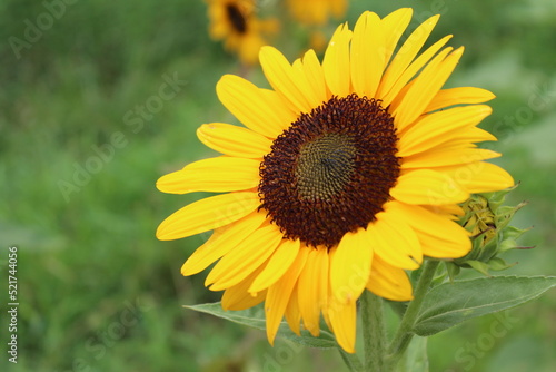 Tourne soleil  Sun flower              