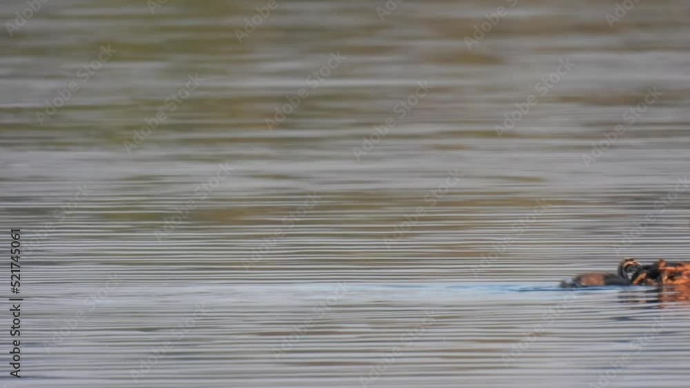 The duck swims in the pond. Wildlife background. Wild birds footage. The duck swims in the pond. Wildlife background. Wild birds footage.
