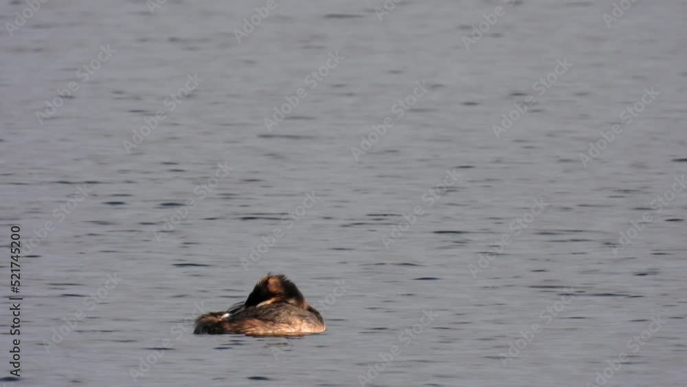 The duck swims in the pond. Wildlife background. Wild birds footage. The duck swims in the pond. Wildlife background. Wild birds footage.