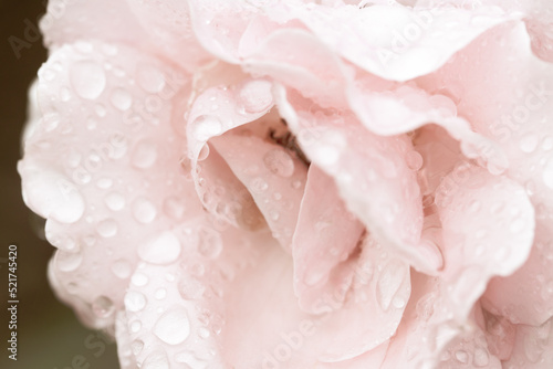 Blooming pale pink rose with rain drops macro