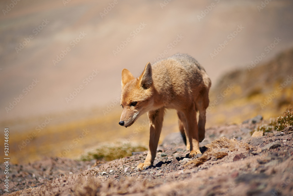 Close encounter with the culpeo (Lycalopex culpaeus) or Andean fox looking into the lens, in its typical territory of the altiplanic landscape in the Siloli desert in the Chilean Andean Fauna Nation