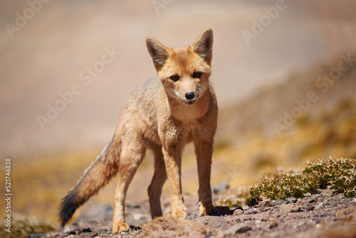 Close encounter with the culpeo (Lycalopex culpaeus) or Andean fox looking into the lens, in its typical territory of the altiplanic landscape in the Siloli desert in the Chilean Andean Fauna Nation