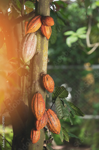 Cocoa plant pod  hang on tree