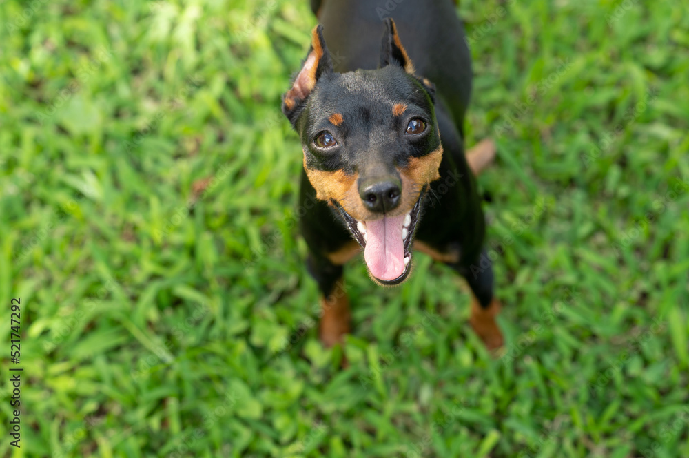 Smiley pincher dog portrait