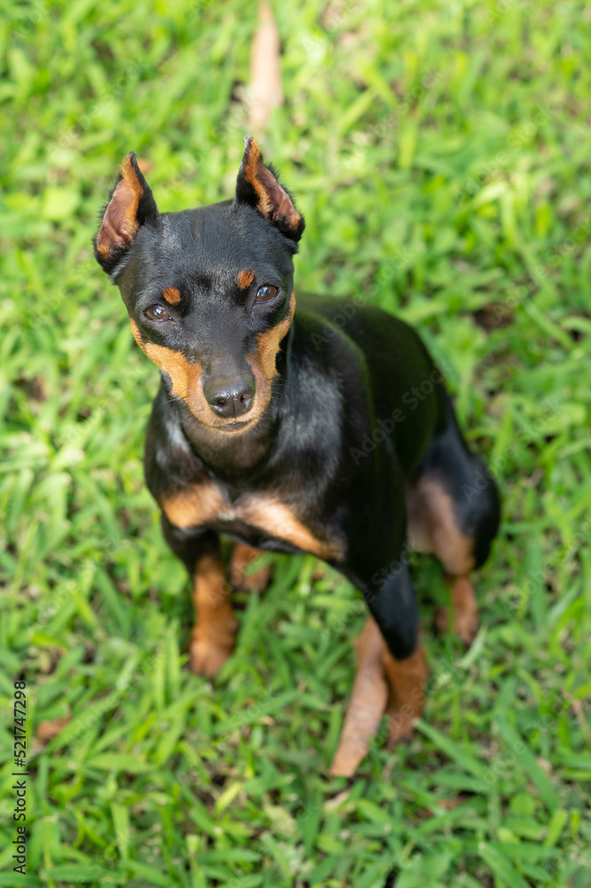 Portrait of serious pincher dog Portrait of serious pincher dog