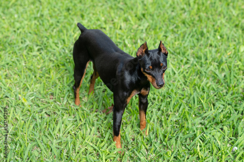 Pretty pincher dog stand on grass