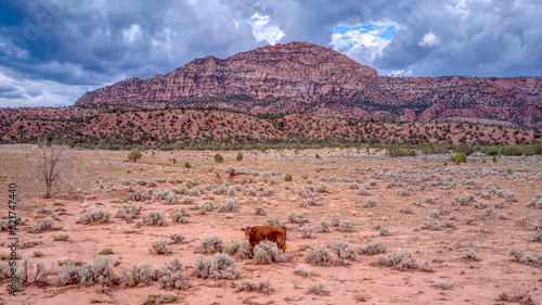 A Cow in the Foreground of the Red Rock Cliff Mountains in Apple Valley, Utah
