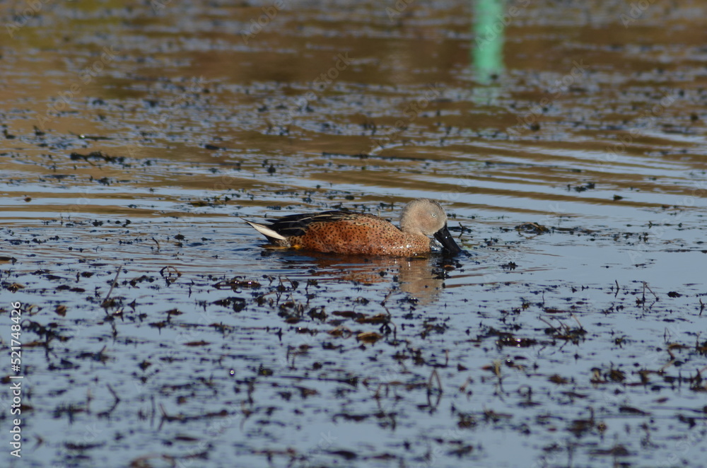 beautiful birds in peace transmitting tranquility to the interior of a lake, illuminating it with their beauty, swimming alone beautiful birds in peace transmitting tranquility to the interior of a lake, illuminating it with their beauty, swimming alone