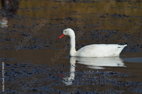 beautiful birds in peace transmitting tranquility to the interior of a lake, illuminating it with their beauty, swimming alone photo