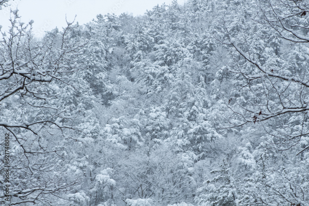 snow covered trees in winter snow covered trees in winter