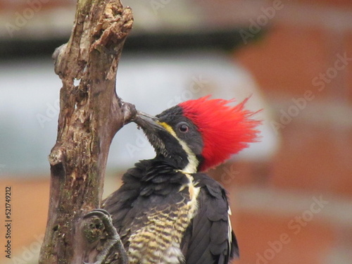 Lineated Woodpecker (Dryocopus lineatus) photo