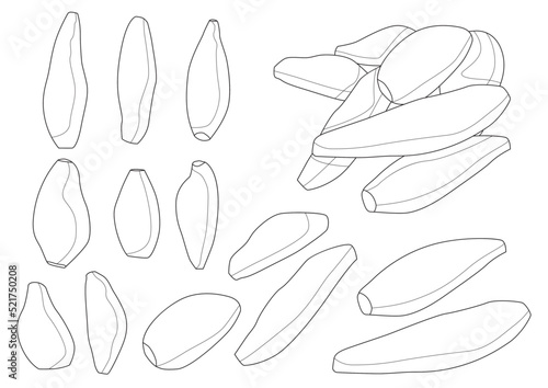 line sweet potato fruit vegetarian and isolated on white background illustration vector 
