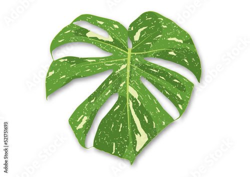 Leaf of Monstera Deliciosa Thai Constellation vector illustration