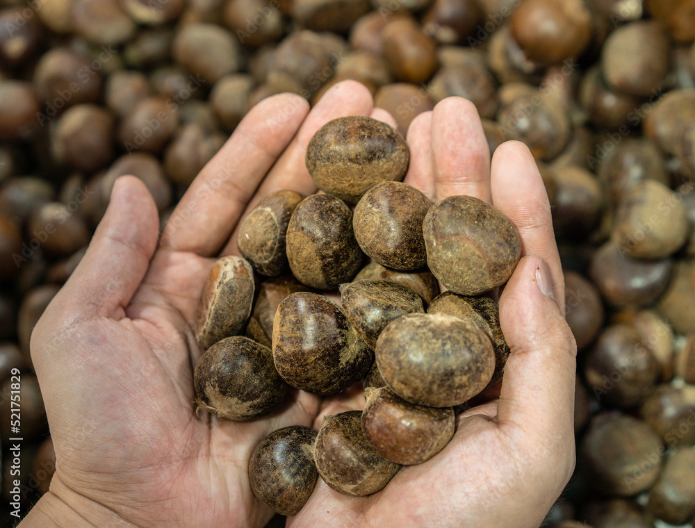 hands holding a handful of chestnuts hands holding a handful of chestnuts