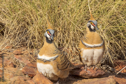 Spinifex Pigeon in Northern Territory of Australia photo