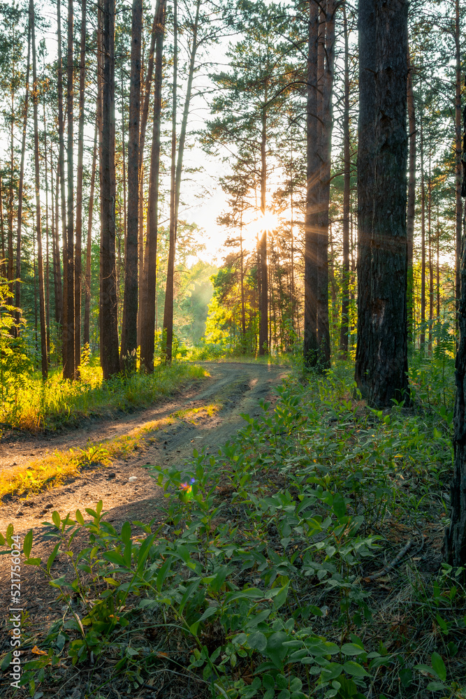 Obraz premium sunset in the forest