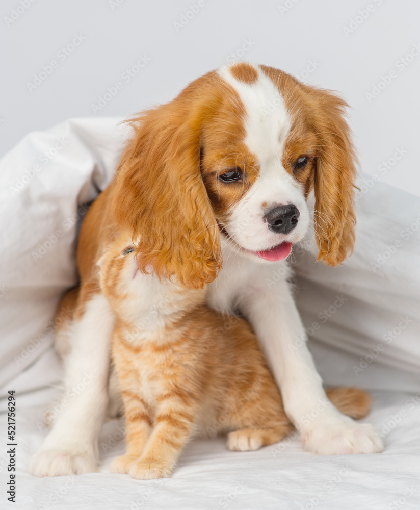 King Charles Spaniel puppy sniffing a ginger Scottish kitten in the nose. Cute puppy and kitten at home.