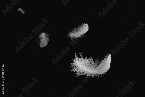 White Bird Feathers Floating in The Dark. Swan Feathers on Black Background. 
