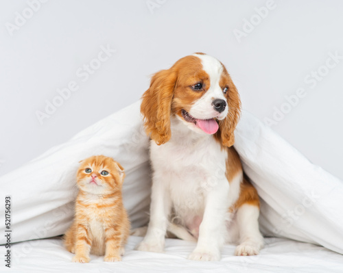 A King Charles Spaniel puppy covers a Scottish kitten under a blanket. Cute puppy and kitten at home