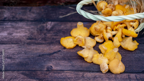 Raw chanterelle mushrooms on a dark wooden background, scattered from a wooden wicker basket.