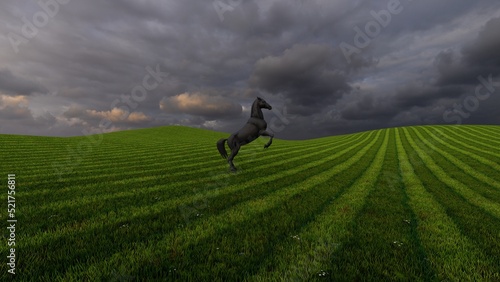 horse in the nature background