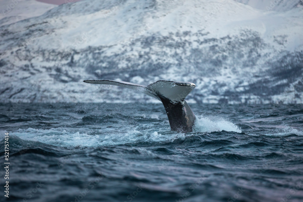 Fototapeta premium Humpback in Norwegian Fjord